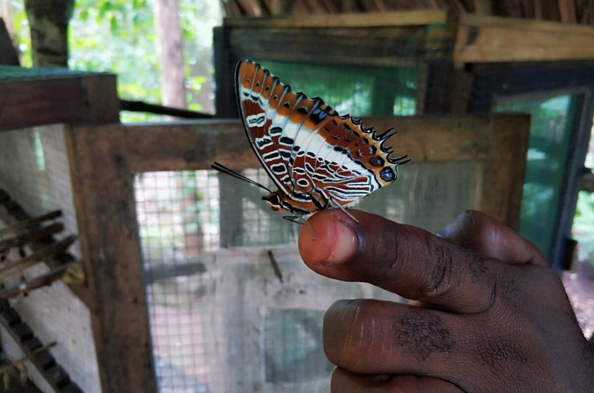 Butterfly in the butterfly garden