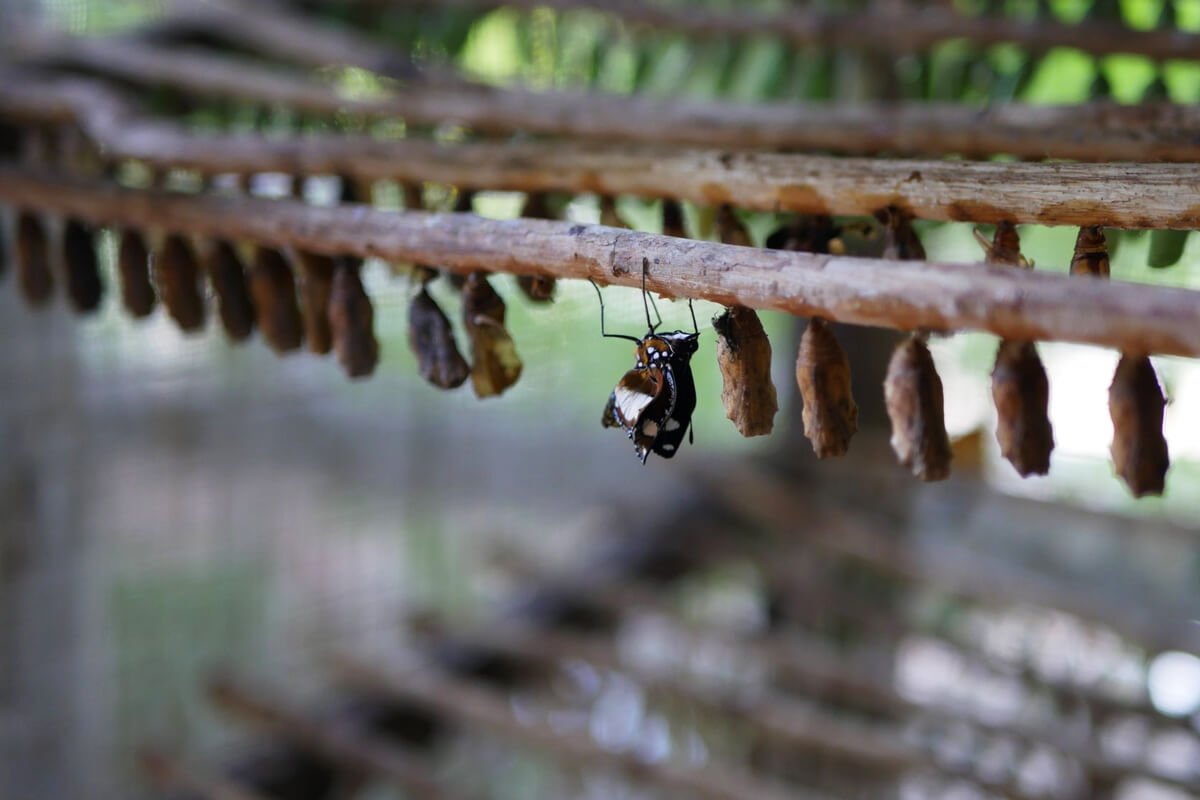Hanging pupae
