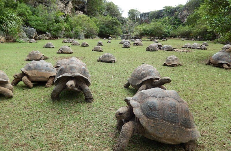 Giant tortoises