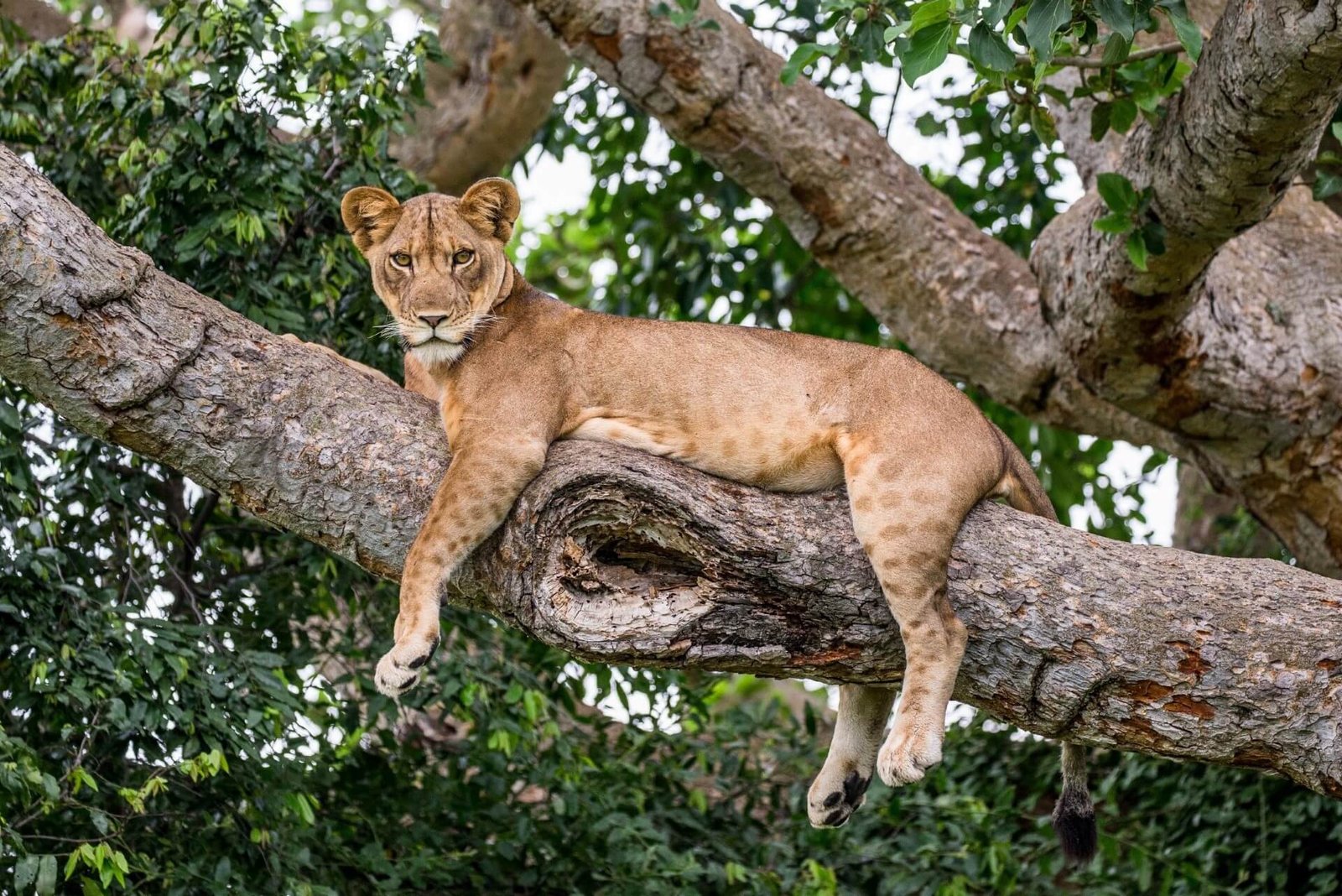 Climbing Lions, Uganda