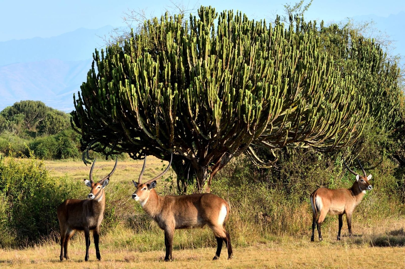 Queen Elizabeth Park, Uganda