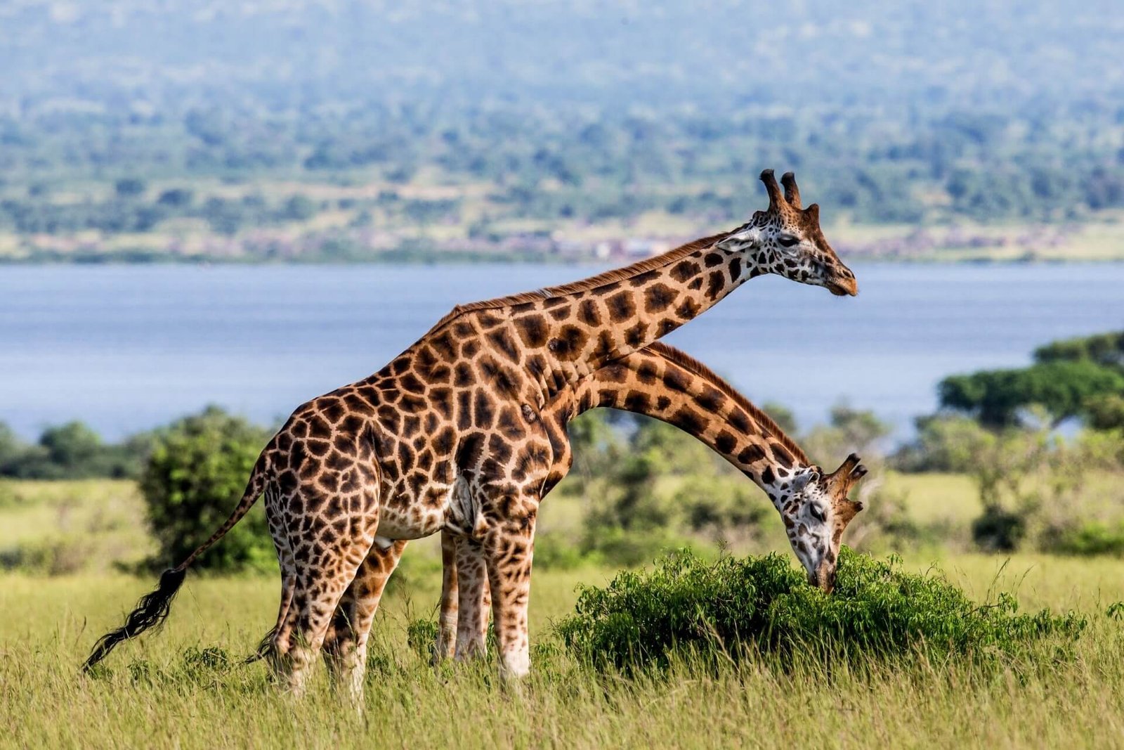 Safari, Murchison Falls