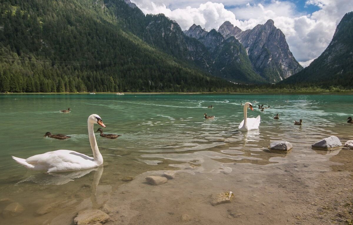 Lago di Dobbiaco is a calm lake, free of crowds. Lake Lago di Dobbiaco in the Dolomites